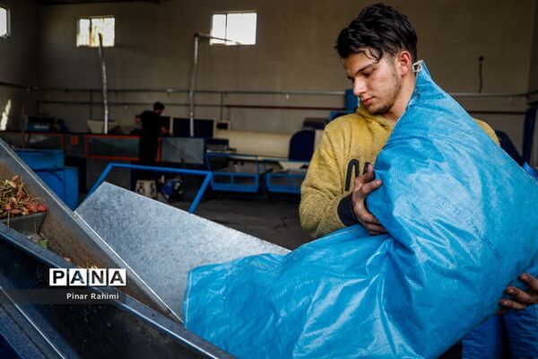 برداشت پسته در بخش ایلخچی