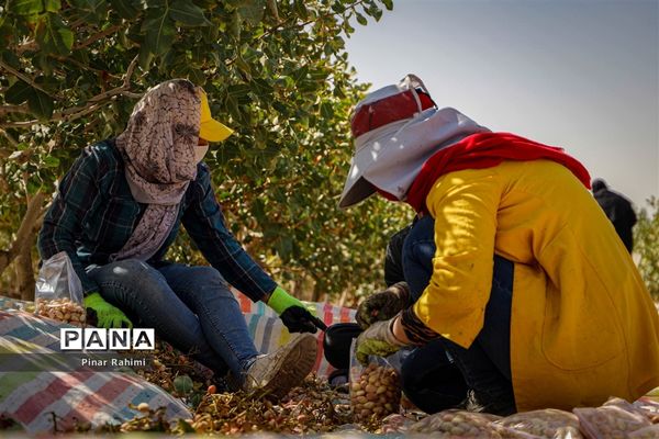 برداشت پسته در بخش ایلخچی