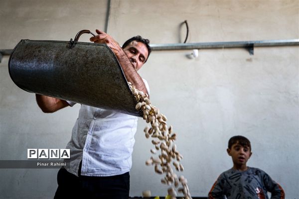 برداشت پسته در بخش ایلخچی