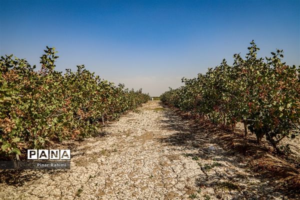 برداشت پسته در بخش ایلخچی