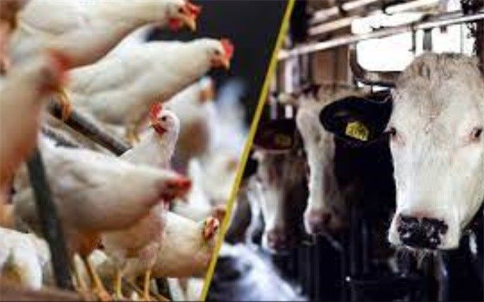 ضرورت تعامل سازمان دامپزشکی با دانشگاه‌های کشور