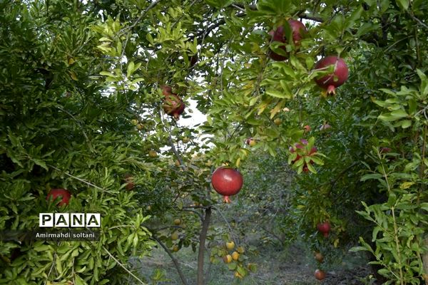 برداشت یاقوت