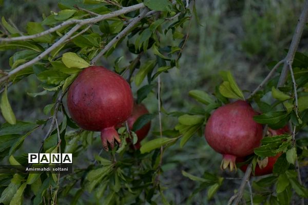 برداشت یاقوت