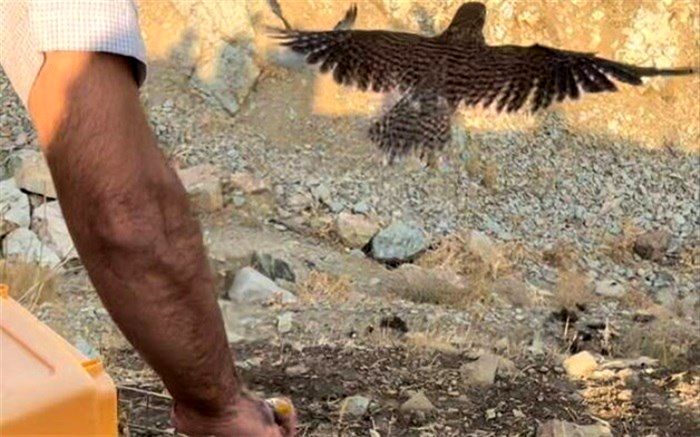 رهاسازی پرندگان شکاری در زیستگاه های طبیعی استان تهران