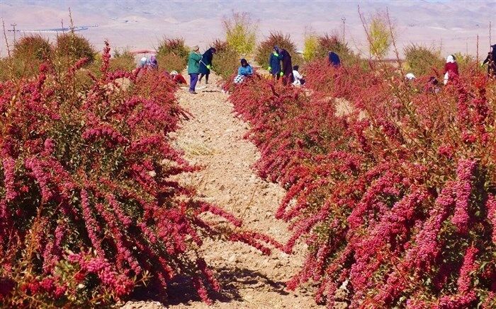 نگاه‌ها به محصول زرشک خراسان جنوبی باید تغییر کند