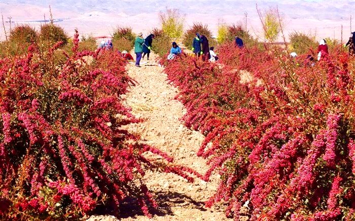 نگاه‌ها به محصول زرشک خراسان جنوبی باید تغییر کند