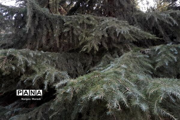 باغ گیاه‌شناسی ملی ایران