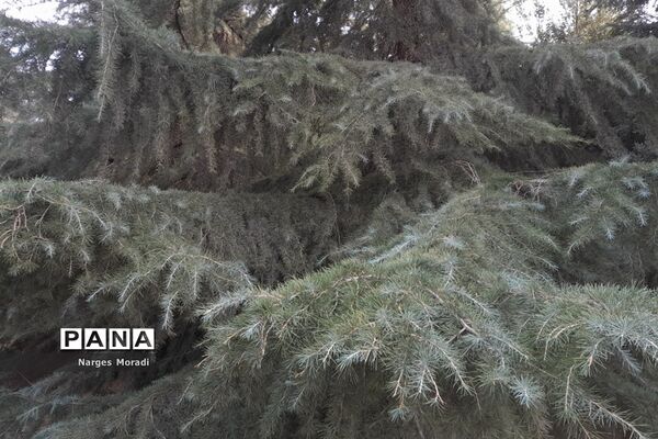 باغ گیاه‌شناسی ملی ایران