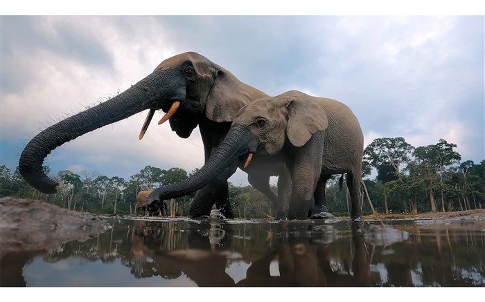 مستند «حیوانات بزرگ» در پلتفرم فیلم‌نت دوبله شد