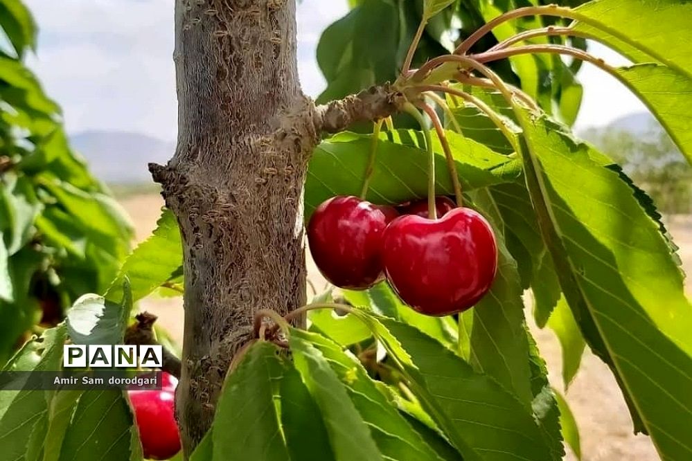 برداشت ​۵۲۰ هزار تن گیلاس و آلبالو از باغات کشور