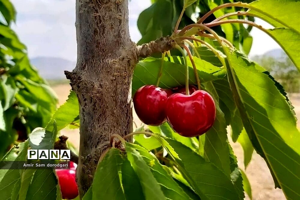 برداشت ​۵۲۰ هزار تن گیلاس و آلبالو از باغات کشور