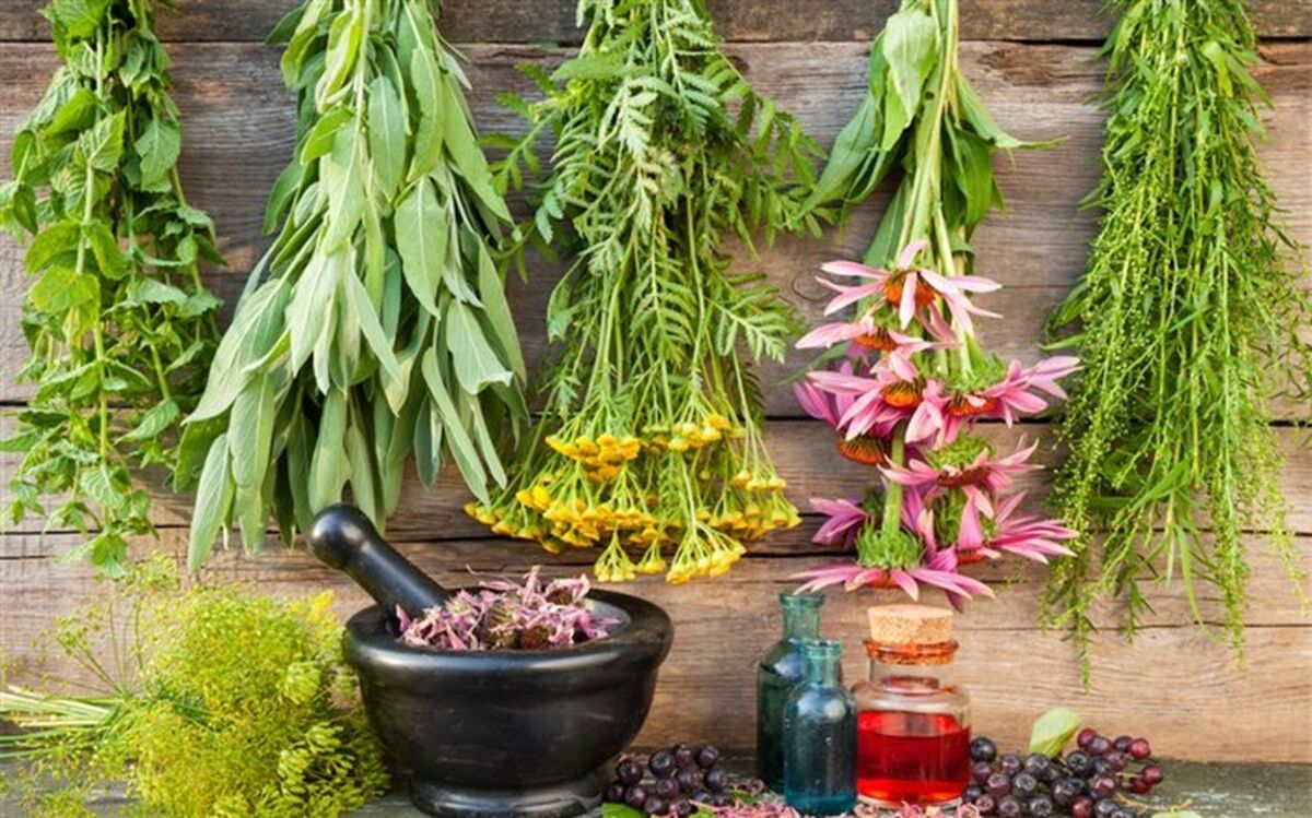 تسهیلات تبصره 16 به گیاهان دارویی خراسان جنوبی نرسید