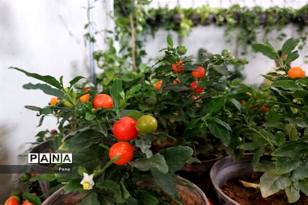 نمایشگاه گل و گیاه در تبریز