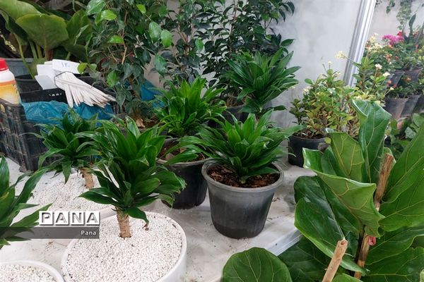 نمایشگاه گل و گیاه در تبریز