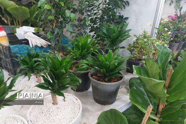 نمایشگاه گل و گیاه در تبریز