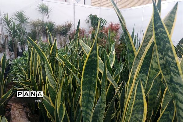 نمایشگاه گل و گیاه در تبریز