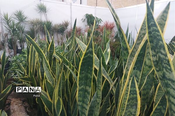 نمایشگاه گل و گیاه در تبریز