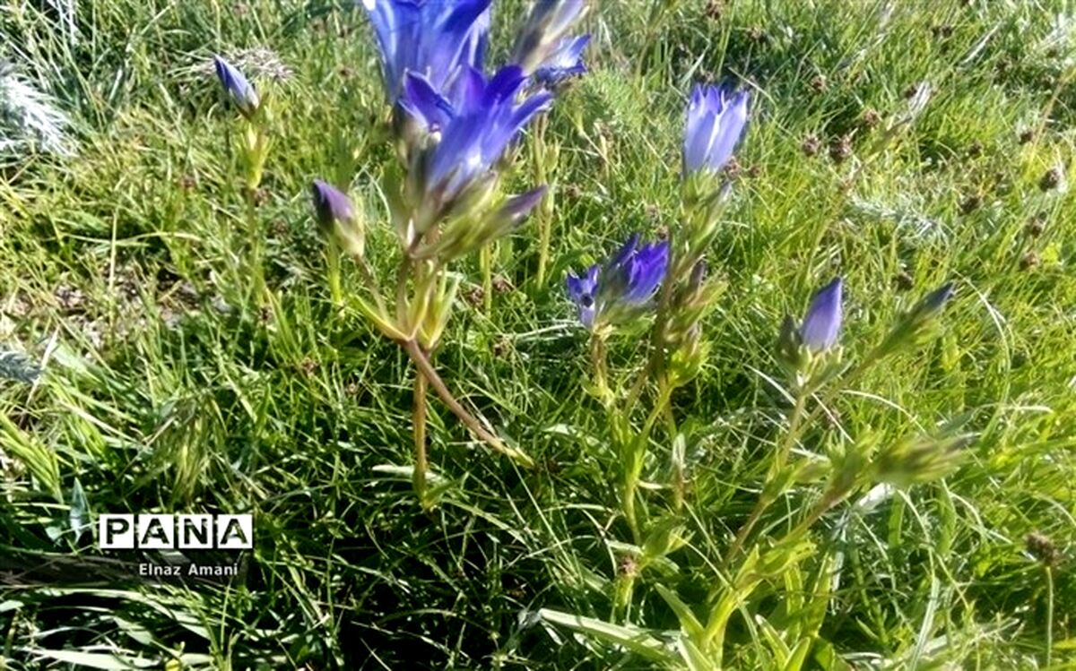 توسعه کشت گیاهان دارویی در دیم‌زارهای کم‌بازده کشور