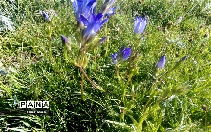 توسعه کشت گیاهان دارویی در دیم‌زارهای کم‌بازده کشور