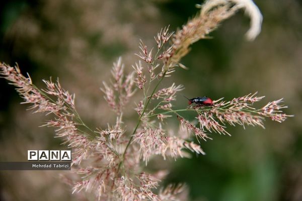 گل و گیاه در طبیعت زیبای ارومیه
