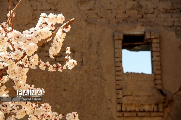 گل و گیاه در طبیعت زیبای ارومیه