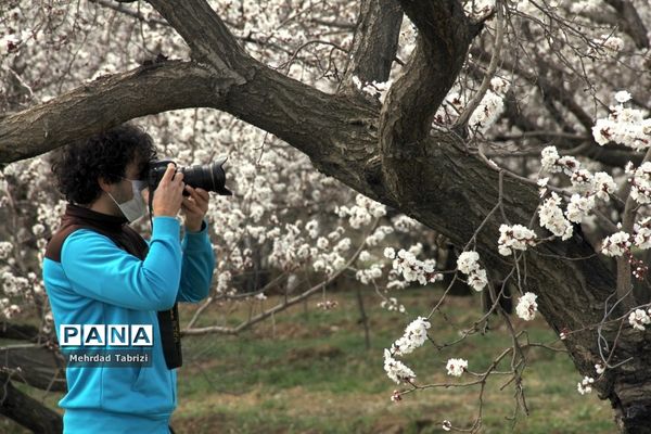 گل و گیاه در طبیعت زیبای ارومیه