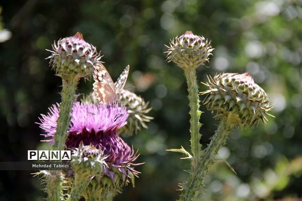 گل و گیاه در طبیعت زیبای ارومیه