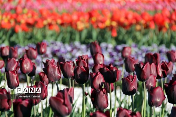 گل و گیاه در طبیعت زیبای ارومیه