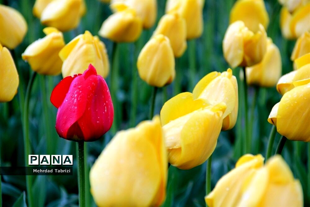 گل و گیاه در طبیعت زیبای ارومیه