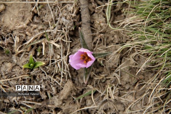گل و گیاه در طبیعت زیبای ارومیه