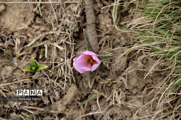 گل و گیاه در طبیعت زیبای ارومیه