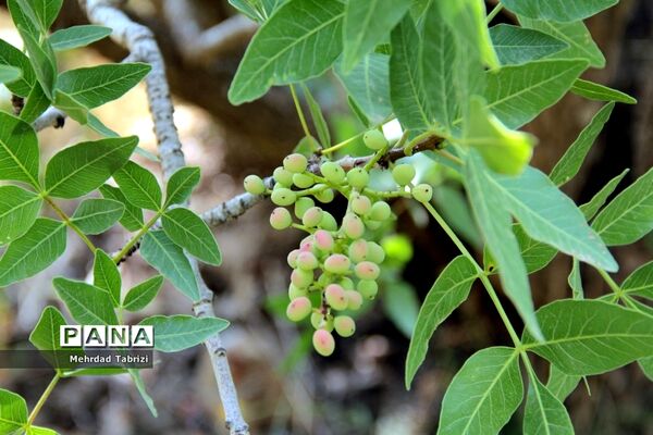 گل و گیاه در طبیعت زیبای ارومیه