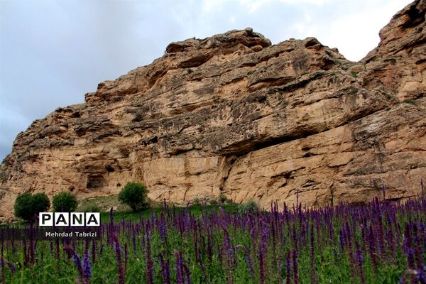 گل و گیاه در طبیعت زیبای ارومیه