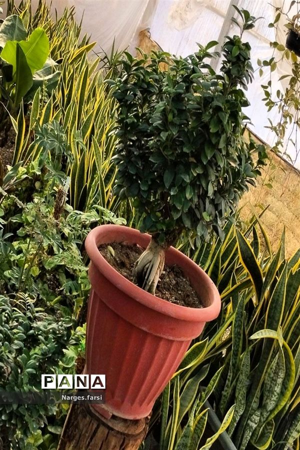 احداث اولین گلخانه روستای باقرآباد قم در روز ملی گل و گیاه