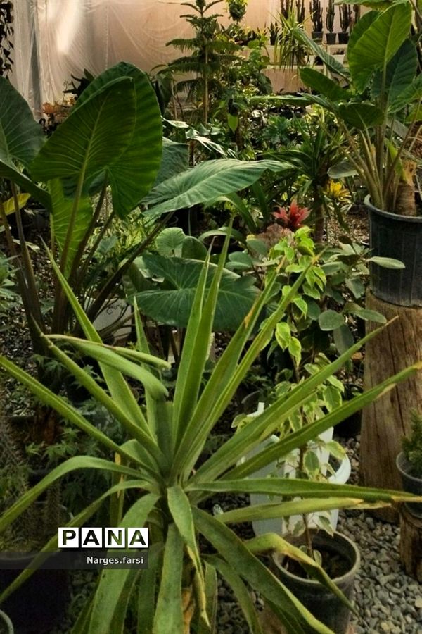 احداث اولین گلخانه روستای باقرآباد قم در روز ملی گل و گیاه