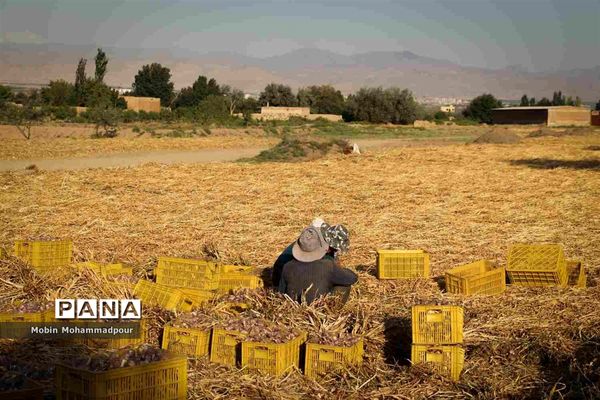 تیمورلو، پایتخت سیر ایران