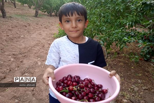آغاز برداشت گیلاس در شهرستان بن