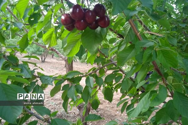 آغاز برداشت گیلاس در شهرستان بن