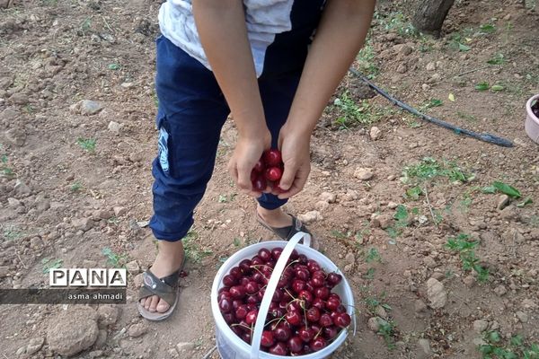 آغاز برداشت گیلاس در شهرستان بن