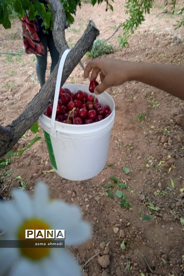 آغاز برداشت گیلاس در شهرستان بن