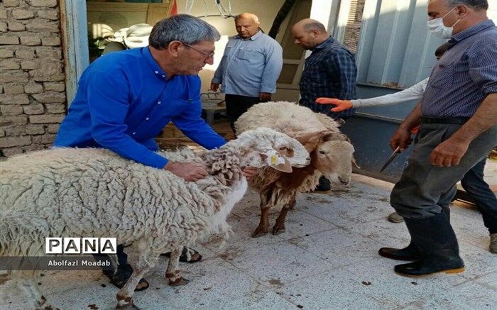 اطلاعیه سازمان دامپزشکی کشور به‌مناسبت عید سعید قربان