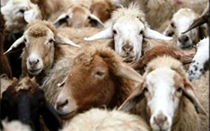 عرضه دام زنده در ۱۷ جایگاه شهرداری تهران برای عید قربان