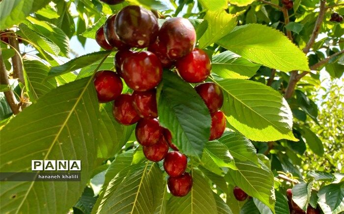 برداشت گیلاس در روستای نوسر آمل/ فیلم