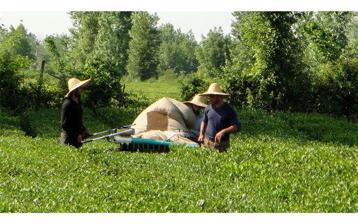 بررسی قیمت انواع چای برای بازگشایی ثبت سفارشات