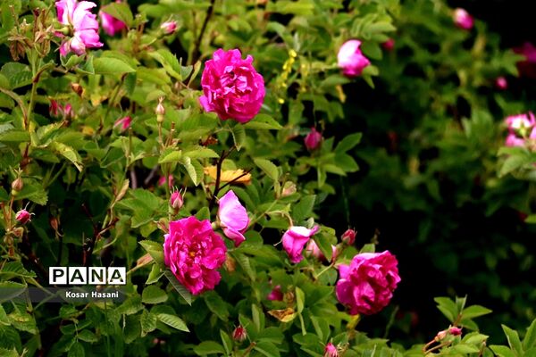 برداشت رز دمشقی در روستای عنصرود تبریز