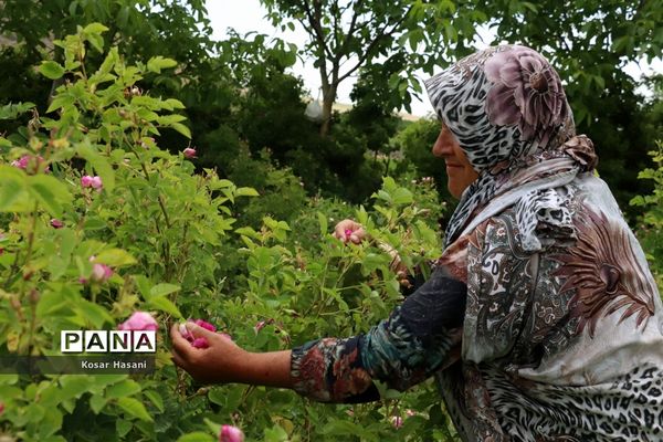 برداشت رز دمشقی در روستای عنصرود تبریز