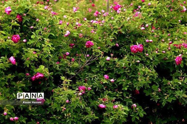 برداشت رز دمشقی در روستای عنصرود تبریز