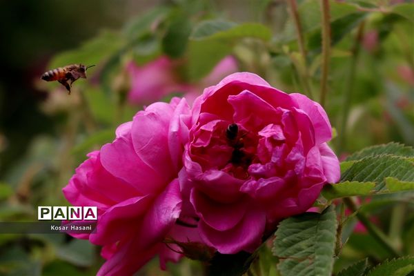 برداشت رز دمشقی در روستای عنصرود تبریز