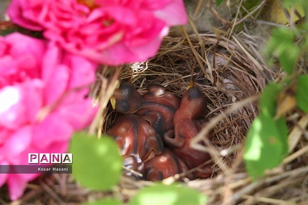 برداشت رز دمشقی در روستای عنصرود تبریز