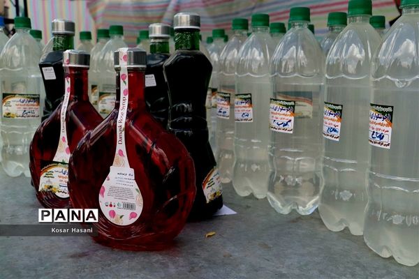 برداشت رز دمشقی در روستای عنصرود تبریز